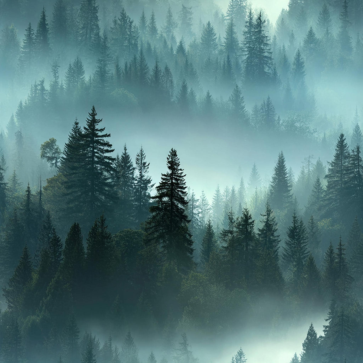 a dense forest with tall evergreen trees shrouded in a thick layer of fog, creating a serene and atmospheric scene.