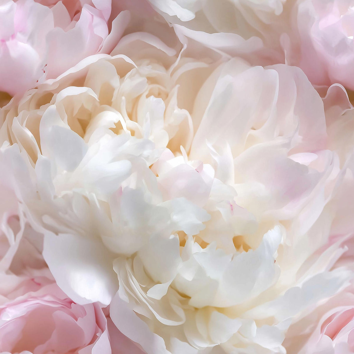 A close-up view of delicate, white and pink peony petals, showcasing the intricate details and textures of the flower.